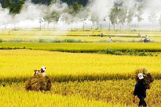 Nguồn cung lúa gạo giảm dần, nhiều nhà máy điều chỉnh giá bán