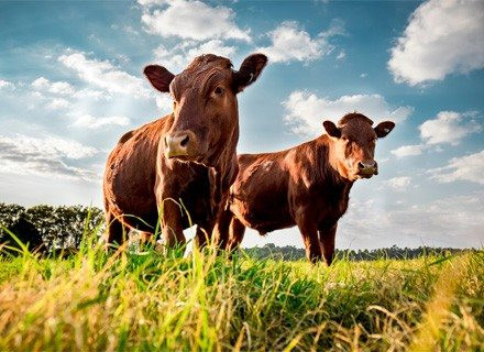 New Zealand dự định đánh thuế môi trường lên các nông trại chăn nuôi