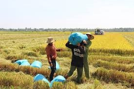 Thời tiết khắc nghiệt ở nhiều quốc gia châu Á, "cơ hội" cho giá gạo tăng