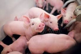 Giá thịt lợn sẽ khó duy trì ở mức cao trong thời gian dài