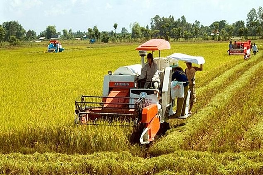 Trước vụ Thu Đông, thị trường lúa gạo giao dịch ổn định 