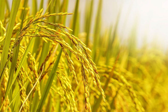 Nhiều tín hiệu cho thấy giá gạo có thể nhích nhẹ trong những tuần tới