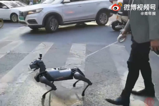 Thú vui mới của người Trung Quốc: nuôi chó robot làm cảnh, giá một con 'sương sương' hơn 300 triệu đồng