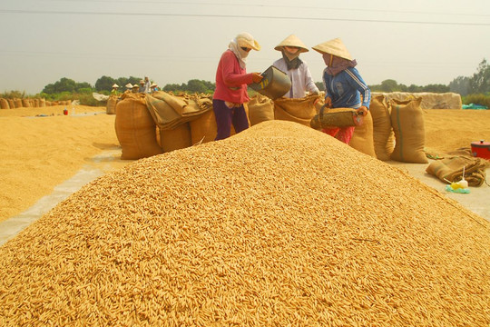 Giá gạo xuất khẩu của Việt Nam duy trì ở mức cao nhất thế giới