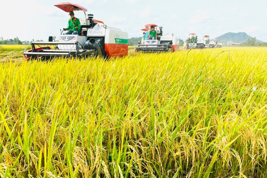 Giao dịch lúa gạo với Trung Quốc và Indonesia sôi động