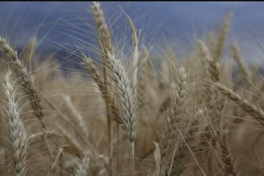 Nga rút khỏi thỏa thuận xuất khẩu ngũ cốc, giá lúa mì lập tức bật tăng hơn 5%