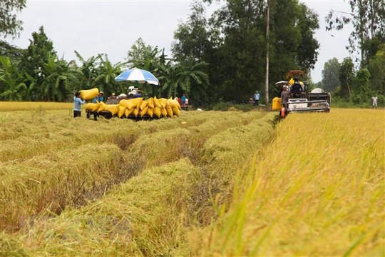 Nguồn cung lúa gạo cạn dần, giá “neo” ở mức cao