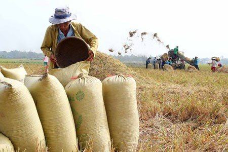 Dự báo mức giá cao của gạo Việt Nam sẽ kéo dài đến hết tháng 12