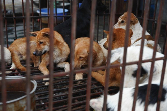 Thí điểm trang công cụ báo cáo về nạn buôn bán thịt chó, mèo tại Quảng Nam và Đà Nẵng
