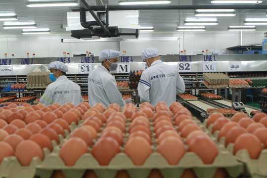 Cùng nuôi gà đẻ trứng: Hòa Phát bán 700.000 trứng/ngày, đại gia nông nghiệp hơn 30 năm kinh nghiệm bị Vietcombank, Vietinbank lần lượt rao bán nợ cả nghìn tỷ đồng