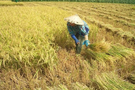 Giá lúa gạo liên tục neo ở mức cao trước vụ thu hoạch