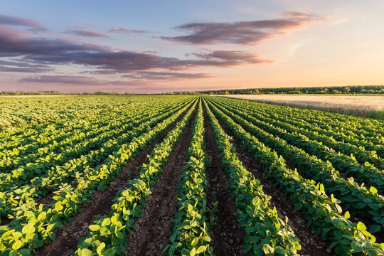 Mỹ: Đất nông nghiệp tăng giá kỷ lục nhưng người nông dân "trắng tay" vì không cạnh tranh nổi với các nhà đầu tư giàu có