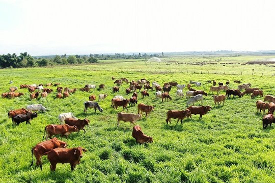 Thaco của tỷ phú Trần Bá Dương sắp nuôi bò quy mô lớn trên diện tích hàng ngàn ha tại Lào