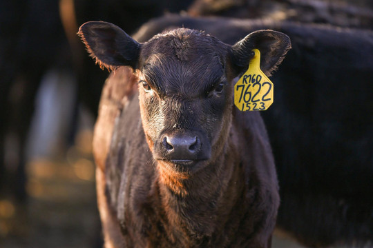 Bầu Đức có đàn bò Lào kì vọng làm 'phao cứu sinh' còn đây là cách xây dựng thương hiệu tỷ USD không giống ai của đế chế thịt bò Greater Omaha