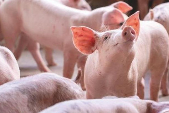 VNDIRECT: Khó khăn của doanh nghiệp sản xuất thịt sẽ giảm bớt trong năm 2023 khi giá lợn tăng thêm
