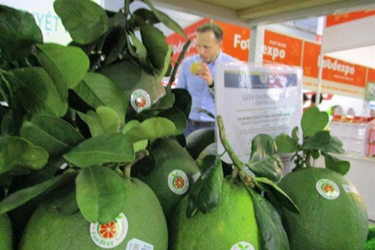 7 loại trái cây Việt xuất khẩu sang Mỹ là những loại nào?