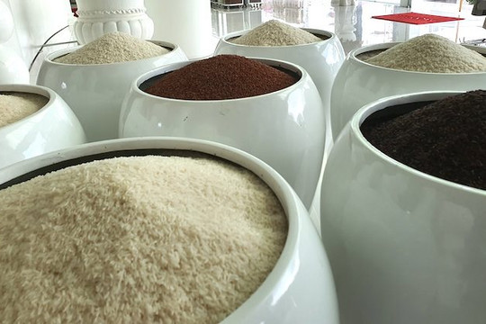 Thị trường lúa gạo ổn định phiên đầu tuần