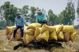 Nhu cầu tăng, giá gạo xuất khẩu điều chỉnh nhích thêm 5 USD