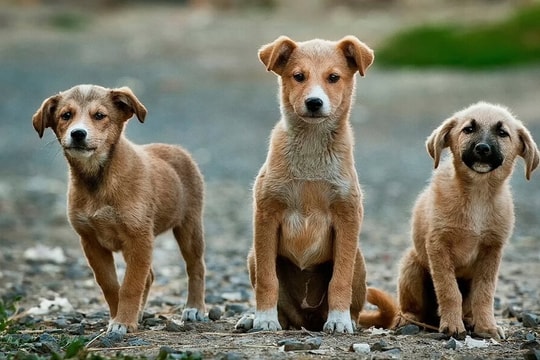 Bảo vệ 12 triệu “thú cưng” ở Việt Nam: Sắp triển khai công cụ báo cáo buôn bán thịt và trộm cắp chó mèo trên toàn quốc, thúc đẩy xây dựng quy định chặt chẽ