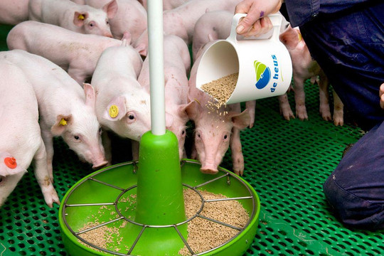 Top 10 Công ty Thức ăn chăn nuôi uy tín năm 2022: C.P Việt Nam tiếp tục dẫn đầu, một "ông lớn" từ Hà Lan bứt phá ấn tượng còn Dabaco đuối sức