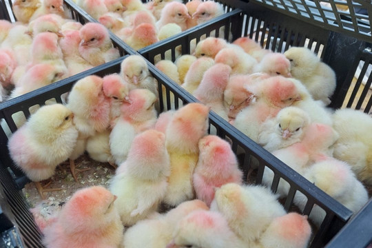Tiêu thụ thép gặp khó khăn, Hòa Phát đẩy mạnh mảng nông nghiệp khi nhập gần 10.000 con gà giống từ Mỹ 