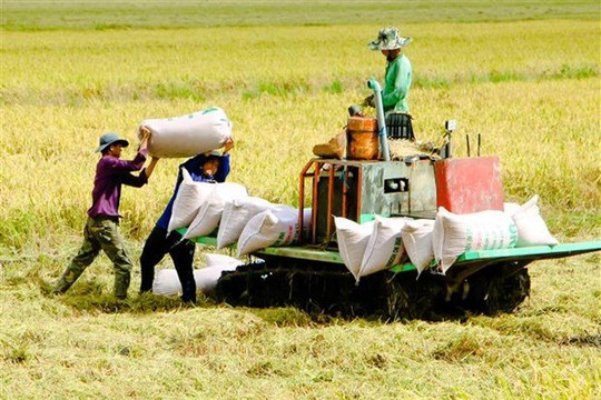 Giá gạo 25% tấm xuất khẩu tăng giá thêm 10 USD/tấn