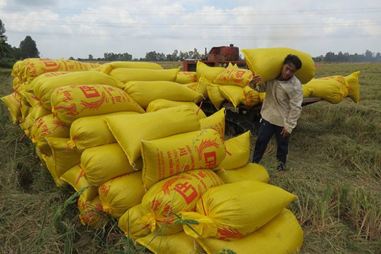 Giá lúa gạo neo ở mức cao, nông dân chuẩn bị chào bán lúa đông xuân