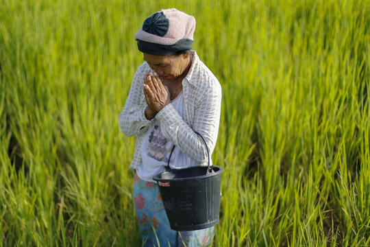 Tương lai của ngành lúa gạo Thái Lan đang bị đe dọa bởi 'kẻ xâm nhập' từ Việt Nam, lan rộng từng cánh đồng mà không biết xuất hiện khi nào