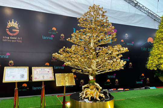 Chiêm ngưỡng cây mai mạ vàng lớn nhất Việt Nam giá 6 tỉ dịp Tết Quý Mão