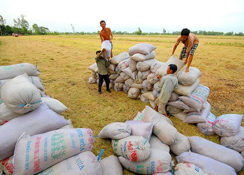 Dự báo giá lúa gạo tiếp tục neo cao 