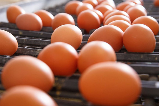 New Zealand đổ xô nuôi gà vì khủng hoảng thiếu trứng