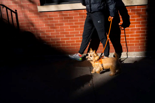Việc nhẹ lương cao: Dắt chó đi dạo kiếm hơn 2 tỷ đồng/năm, chỉ làm việc 5 tiếng mỗi ngày 