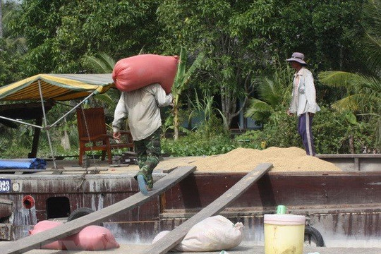 Dự báo giá gạo xuất khẩu được sẽ tiếp tục thuận lợi trong ngắn hạn