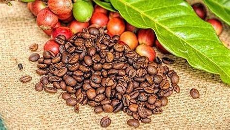 Xuất khẩu cà phê tiếp tục khả quan, giá phục hồi mạnh