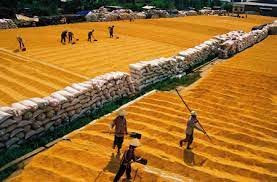 Thị trường lúa gạo tiếp tục có nhiều triển vọng sáng