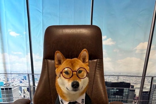 Tin được không: Elon Musk ‘bổ nhiệm’ chó Shiba Inu làm CEO Twitter, hàng loạt memecoin ‘xanh rực rỡ’