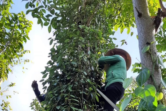 Hồ tiêu trải qua 6 phiên điều chỉnh tăng giá trong tuần qua