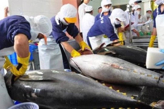 Tháng đầu năm 2023, kim ngạch xuất khẩu cá ngừ giảm 43% so với cùng kỳ