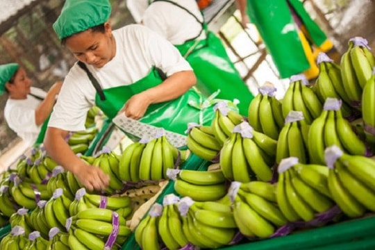Đồng Nai dự kiến xuất khẩu 500.000 tấn chuối trong năm 2023