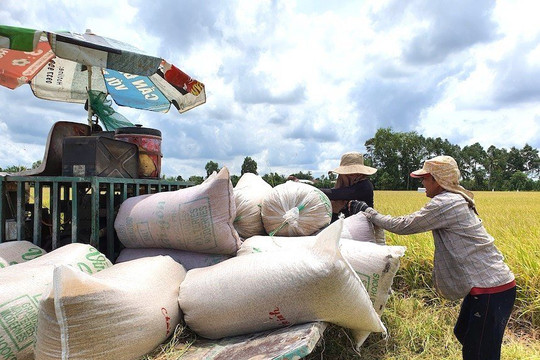 Giá gạo xuất khẩu giảm 5 USD/tấn