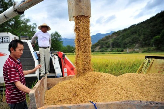 Thị trường lúa gạo hôm nay sôi động, thương lái hỏi mua nhiều