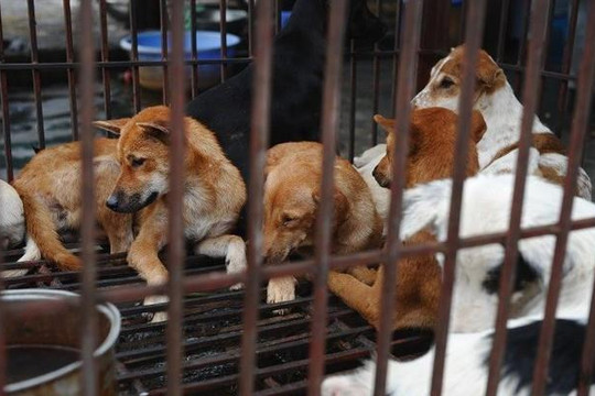Công cụ báo cáo hoạt động buôn bán thịt chó và mèo ở Quảng Nam và Đà Nẵng kết quả ra sao?
