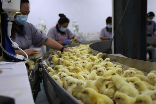 Cúm gia cầm khiến gần 60 triệu con gà chết ở Mỹ nhưng tại sao Trung Quốc lại lao đao?