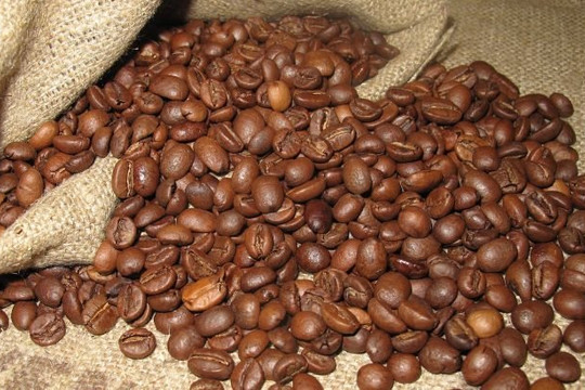 Cà phê trong nước tiếp tục tăng giá mạnh, tiến gần mốc 48.000 đồng/kg
