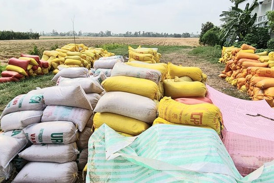 Ngược chiều giá xuất khẩu, lúa gạo nội địa điều chỉnh tăng