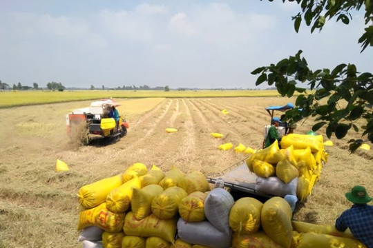 Nông dân trồng lúa ở ĐBSCL phấn khởi khi trúng mùa, được giá