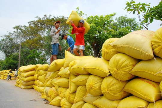 Thị trường gạo giao dịch chậm, nông dân chấp nhận bán giá thấp 