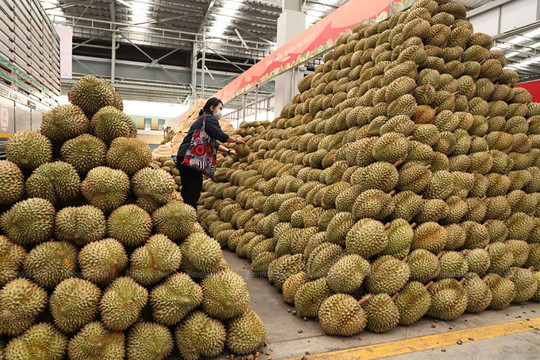 Trung Quốc đầu tư trồng 12 nghìn hecta sầu riêng tại Lào