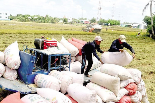 Tin vui cho người nông dân: Vụ thu hoạch lúa Đông Xuân đang vào cao điểm, nguồn cung dồi dào nhưng giá vẫn cao 