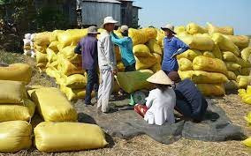 Gạo xuất khẩu vào thị trường Trung Quốc tăng giá mạnh